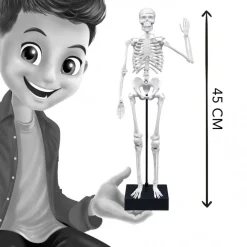 Buki Koottava Luuranko 45 cm