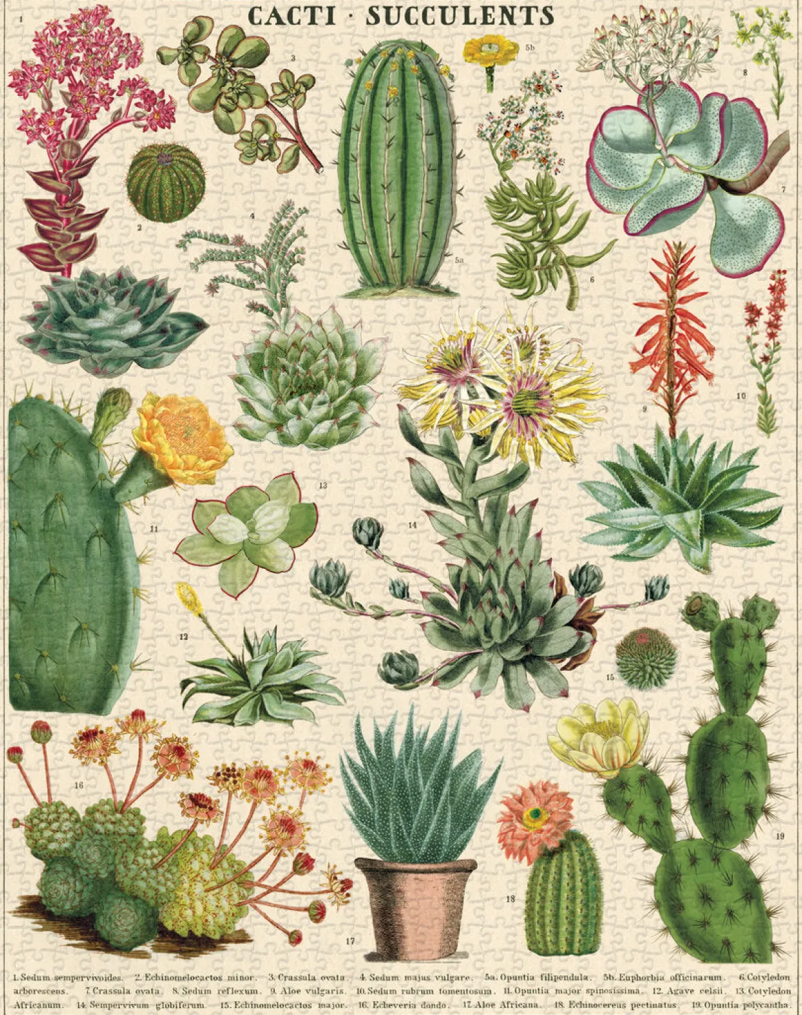 Cavallini & Co. Vintage Puzzle 1000 palaa Cacti & Succulents