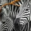 Enjoy Puzzle 1000 Palan Palapeli Zebras