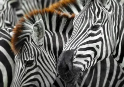 Enjoy Puzzle 1000 Palan Palapeli Zebras