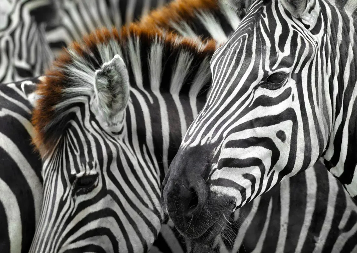 Enjoy Puzzle 1000 Palan Palapeli Zebras