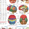 Eurographics 1000 Palan Palapeli The Brain