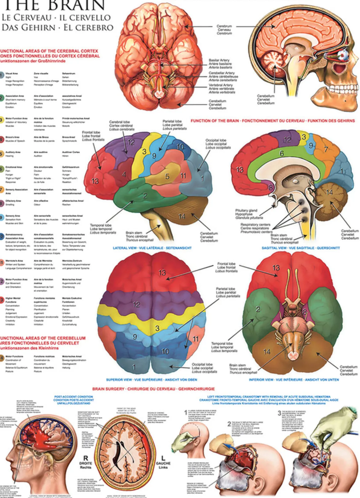 Eurographics 1000 Palan Palapeli The Brain