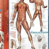 Eurographics 1000 Palan Palapeli The Muscular System