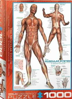 Eurographics 1000 Palan Palapeli The Muscular System