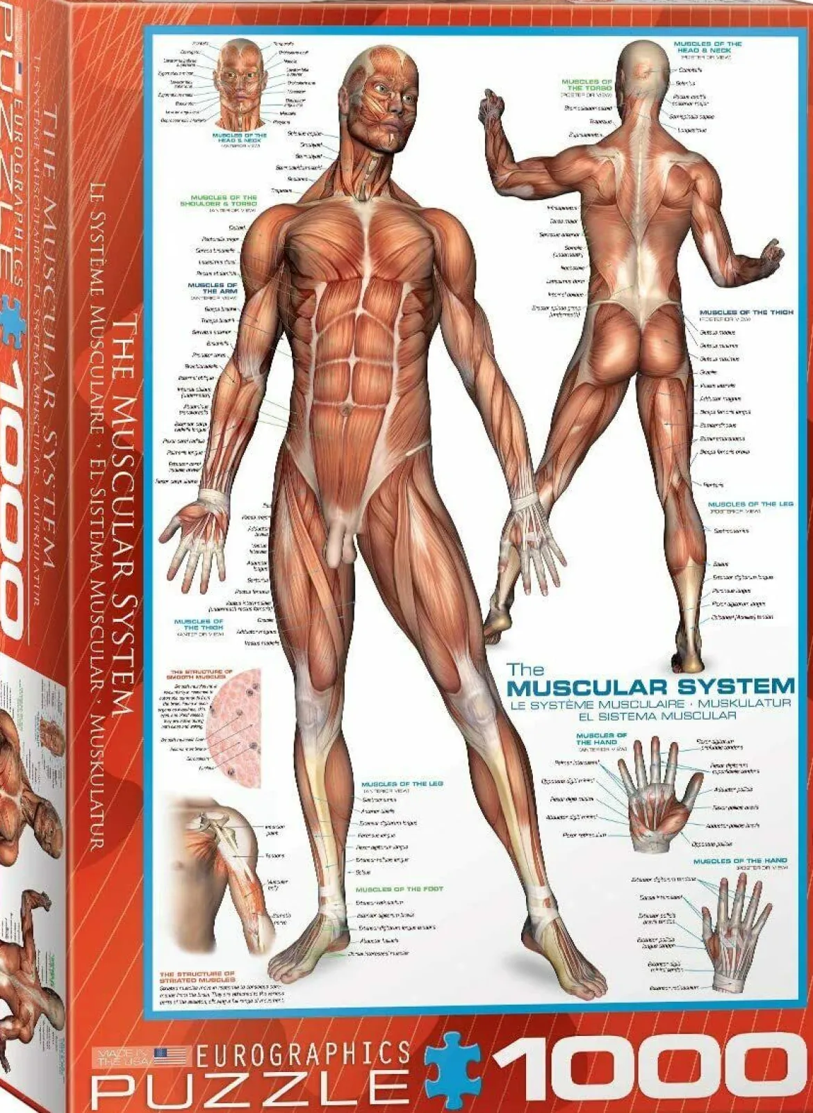 Eurographics 1000 Palan Palapeli The Muscular System