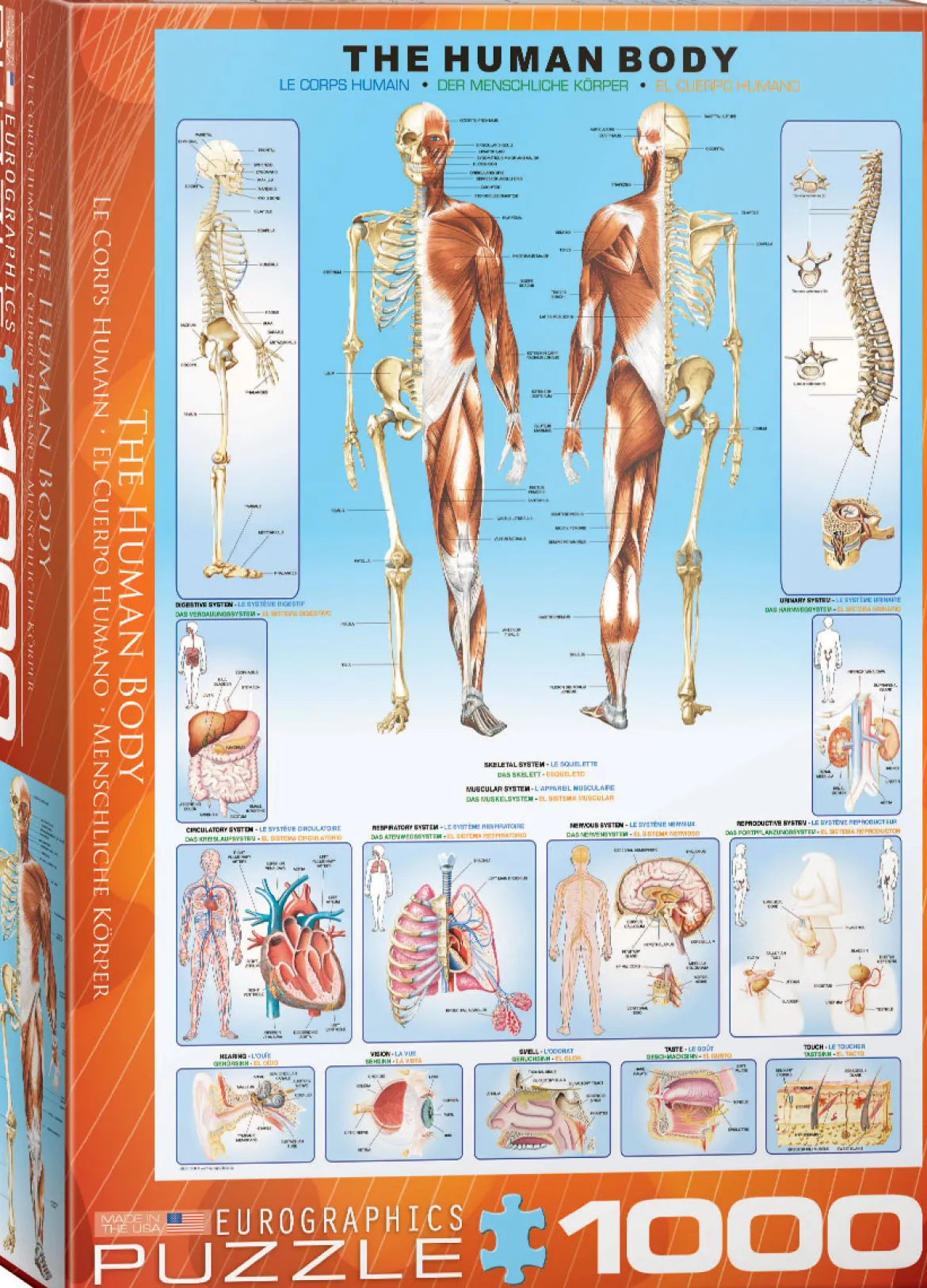 Eurographics Puzzle 1000 Palan Palapeli The Human Body
