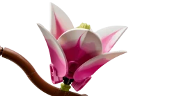 LEGO Botanicals 11510 Magnolian Oksat
