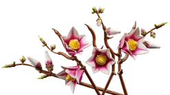 LEGO Botanicals 11510 Magnolian Oksat