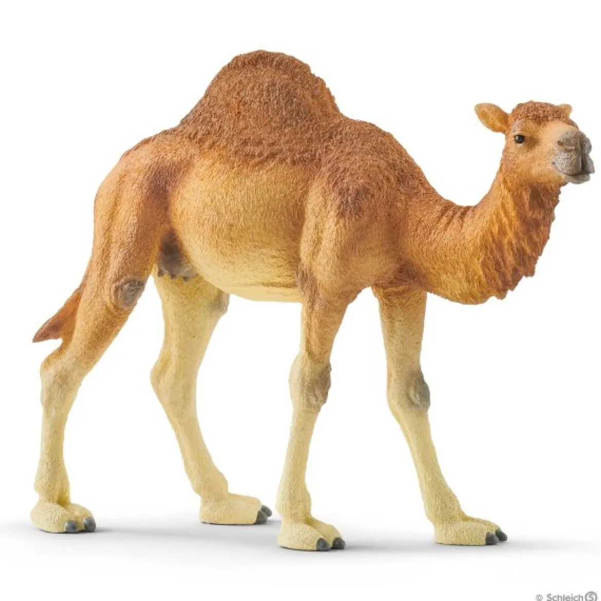 Schleich Dromedaari