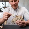 Ugears Stegosaurus